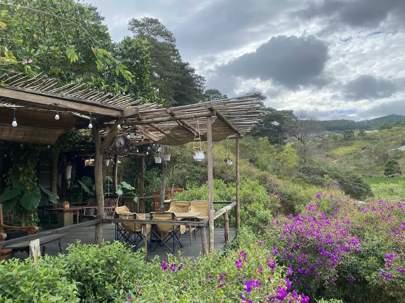 Cafe Trong Rừng Mimosa - ảnh 3